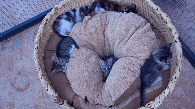 baby genet and friends