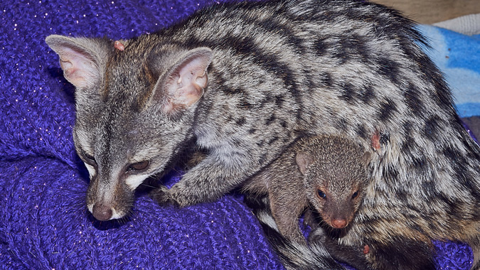 baby genet and a friend 