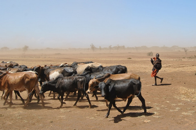 Cattle and herder in a drought-stricken region in Africa