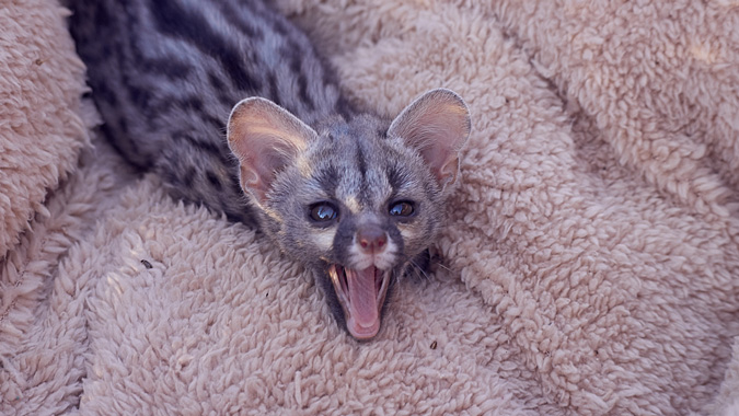 baby genet