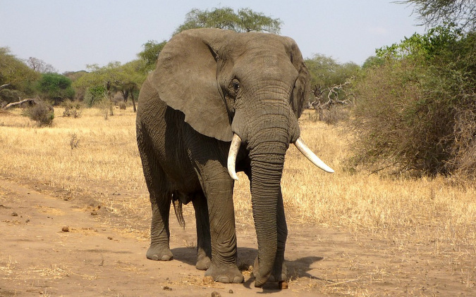 African elephant, trophy hunting, USA