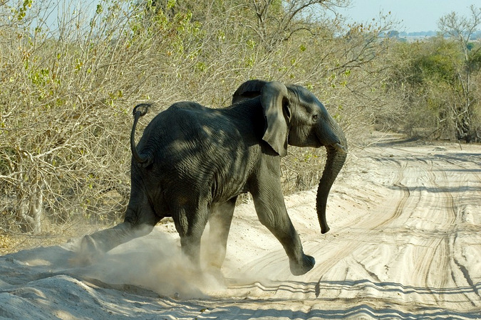 Young elephant crossing dirt road at high speed