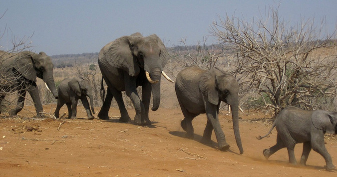 Elephant herd making their way through arid environment