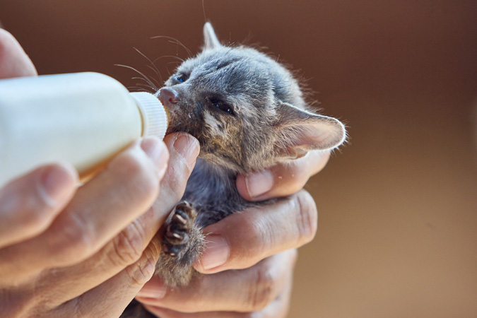 feeding baby genet