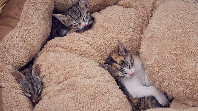 sleeping babies