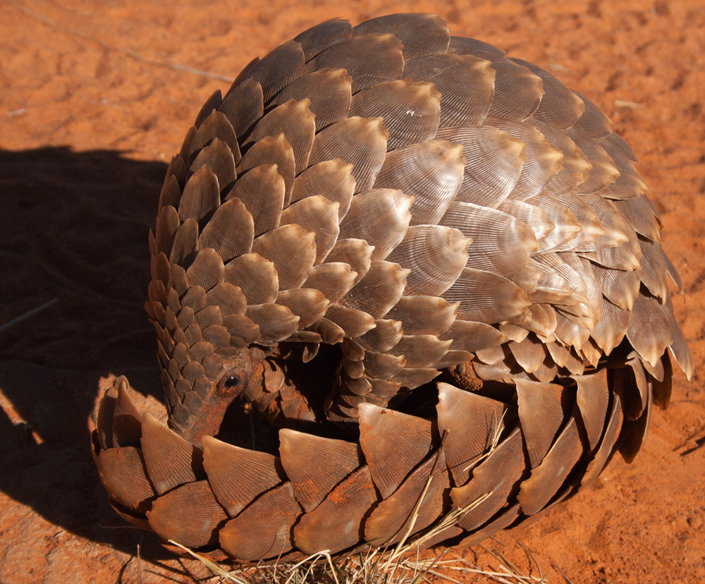 Pangolin rolled up into a ball