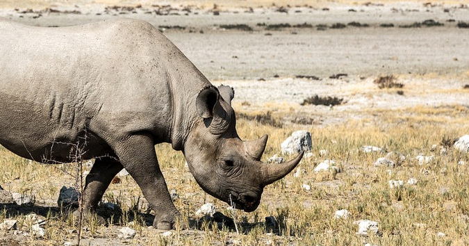 NEWS WRAP: DNA evidence foil rhino poachers + bird flu found in wild ...