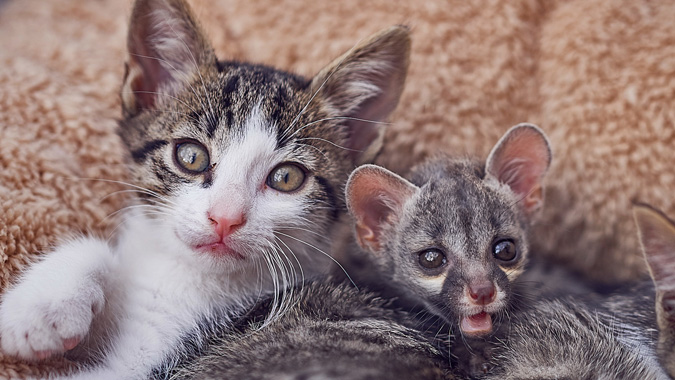 baby genet and friend