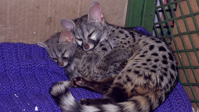 baby genets