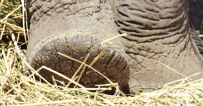 Close up of an elephant's foot in Punda Maria, Kruger National Park, South Africa