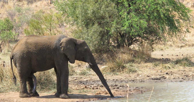 Elephant bull drinking water at Punda Maria, Kruger National Park, South Africa