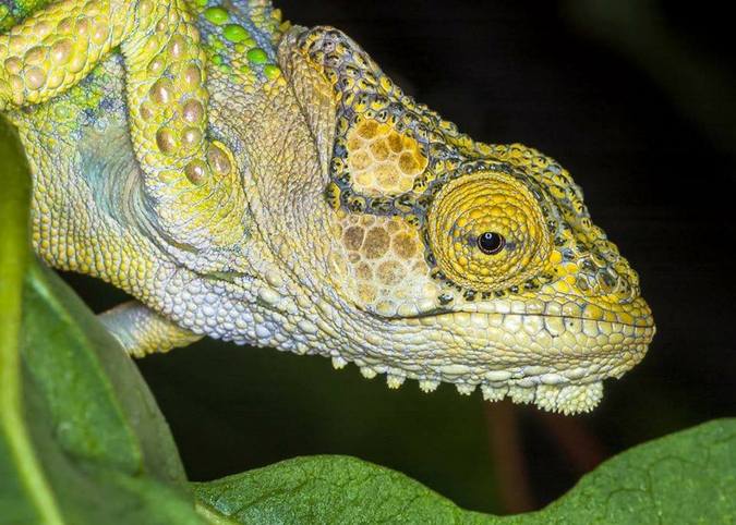 Invasive lizards multiplying in Greater Victoria have now reportedly been  sighted on Southern Gulf Islands