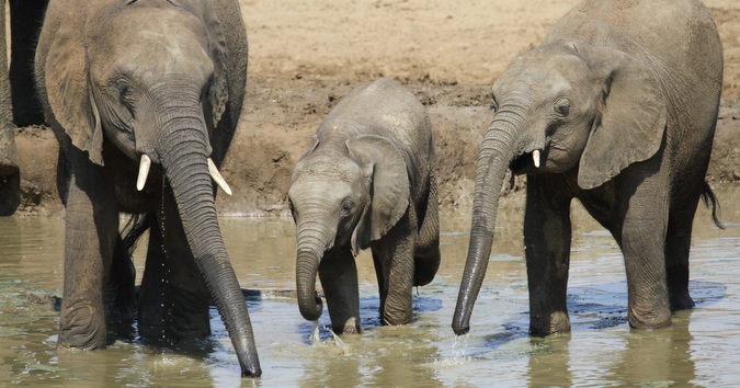 African bush elephant, Loxodonta africana at Punda Maria  