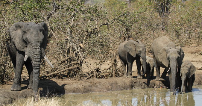 Elephant herd at waterhole in Punda Maria, Kruger National Park, South Africa