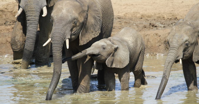 Baby elephant with mother at waterhole in Punda Maria, Kruger National Park, South Africa