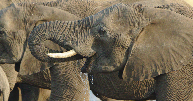 Elephant drinking water at waterhole in South Africa