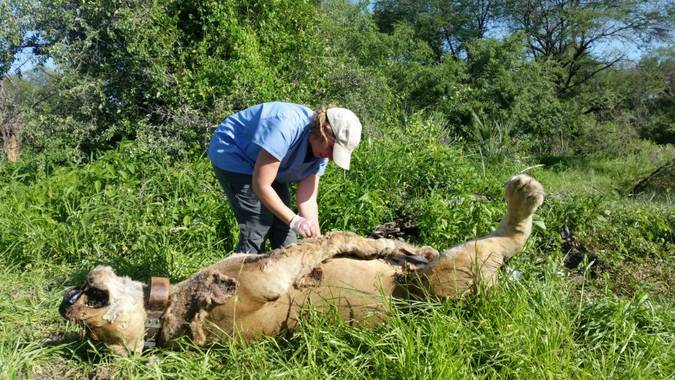 Person inspecting dead lion killed from poison in WMA, Ruaha, Ruaha Carnivore Project