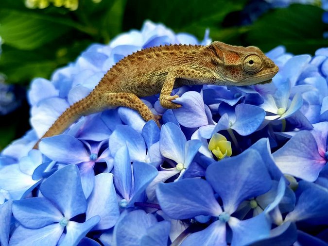 A baby Knysna dwarf chameleon