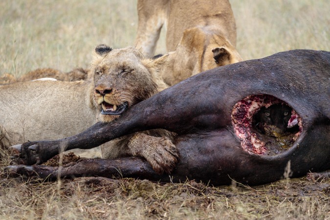 Lions eating a buffalo carcass in Timbavati, Greater Kruger National Park, South Africa