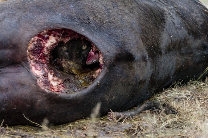 Lion cub stares at camera through buffalo carcass in Timbavati, Greater Kruger National Park, South Africa