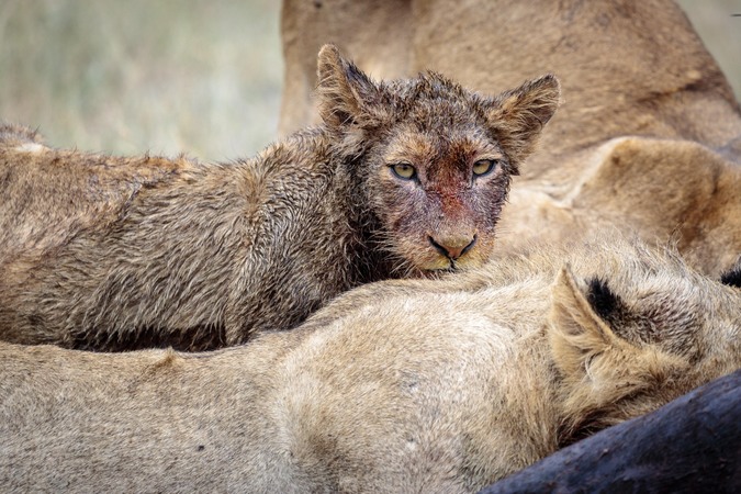 Lion cub with pride in Timbavati, Greater Kruger National Park, South Africa