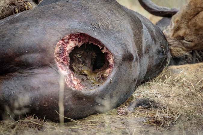 Lion cub eating buffalo from the inside out in Timbavati, Greater Kruger National Park, South Africa