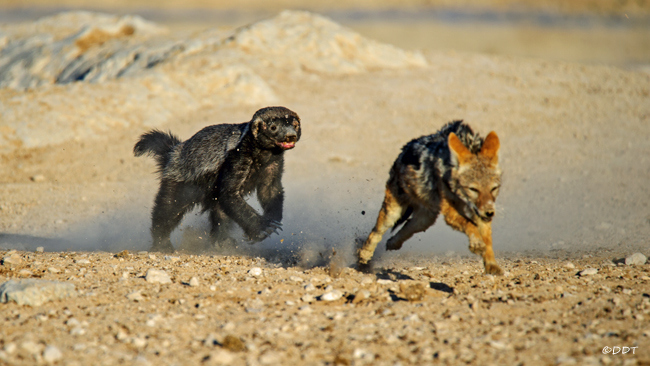 ÃÂÃÂÃÂ¿ÃÂÃÂ­ÃÂ»ÃÂµÃÂÃÂ¼ÃÂ± ÃÂµÃÂ¹ÃÂºÃÂÃÂ½ÃÂ±ÃÂ ÃÂ³ÃÂ¹ÃÂ± Honey badger