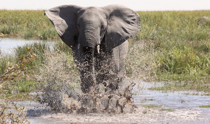 Elephant going through the water in Botswana