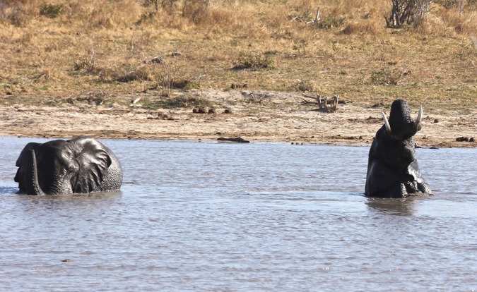 Elephants in water in northern Botswana