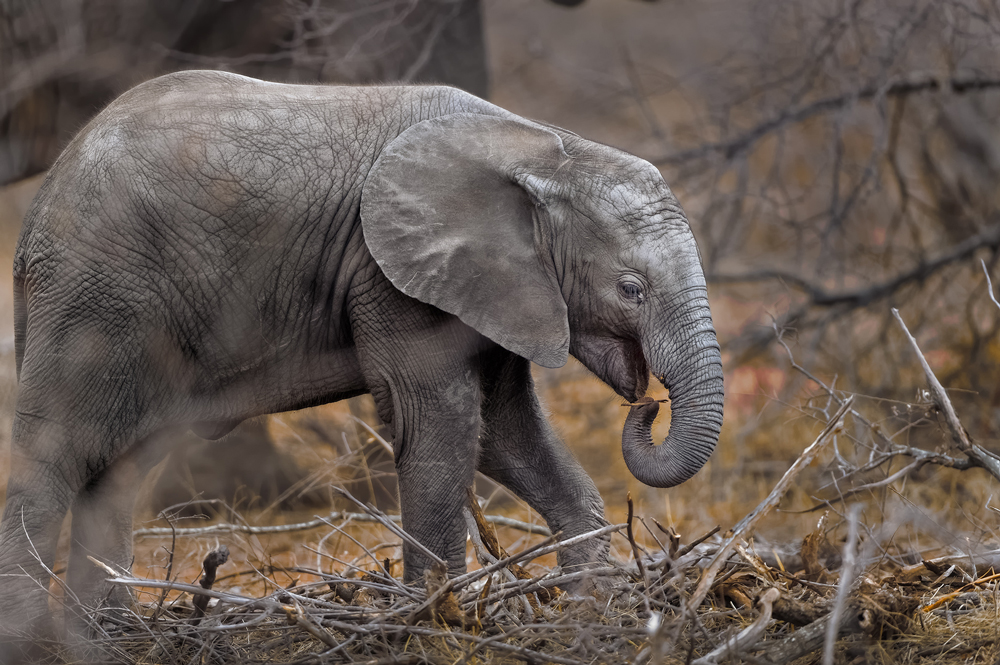 Elephant calf feeding