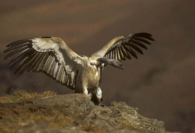 Cape vulture at Drakensberg