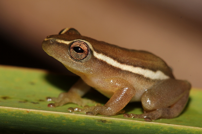 Pickersgill's reed frog 