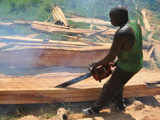 Illegal Logger Use Power Saw To Process Timber From Wood Cut From An Old Fig Tree Alphonce Gari Africa Geographic