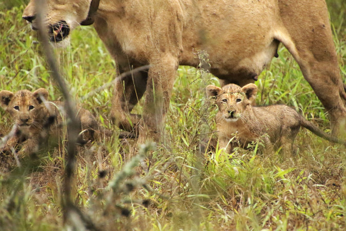 Two lion cubs and mother in Somkhanda Community Game Reserve in South Africa