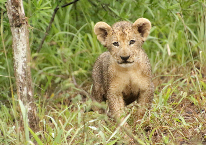 Lion cub staring at camera in Somkhanda Community Game Reserve in South Africa