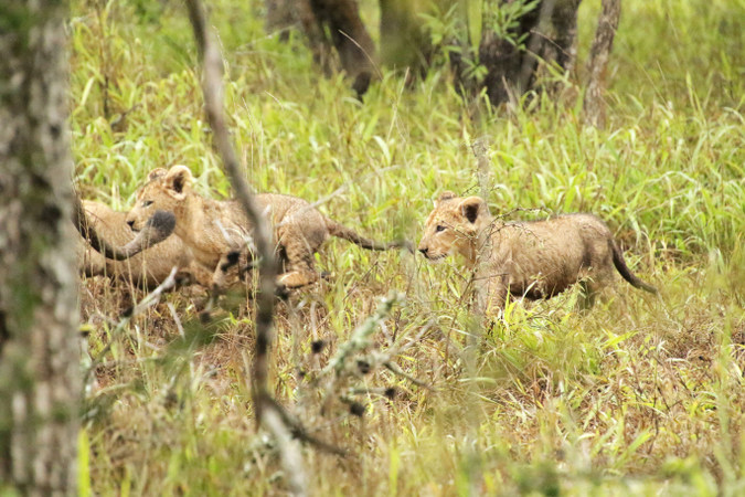 Three lion cubs following their mother in Somkhanda Community Game Reserve in South Africa