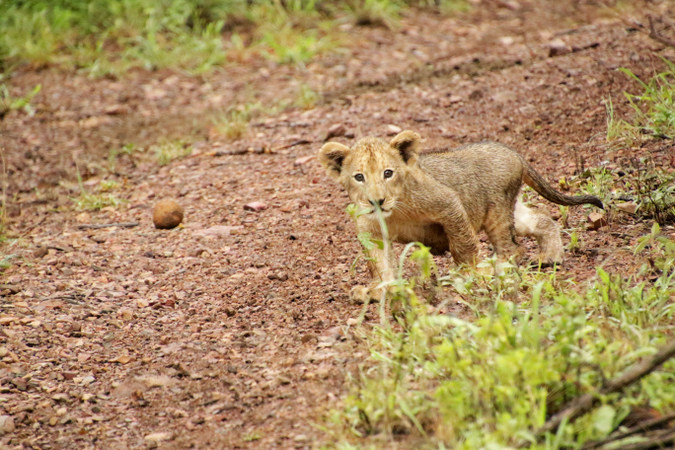 Very young lion cub in Somkhanda Community Game Reserve in South Africa