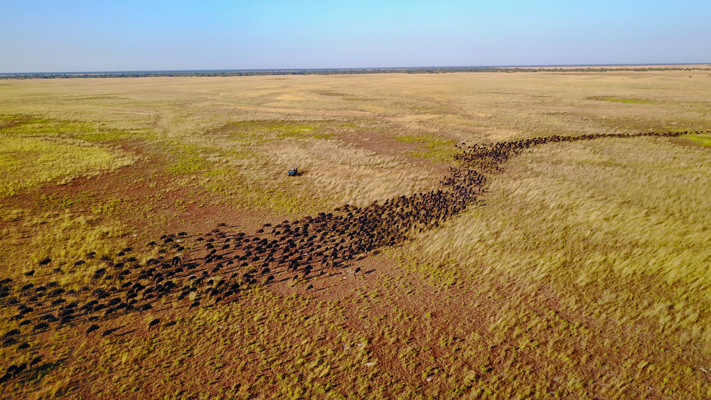 The annual wildebeest migration in Liuwa Plains