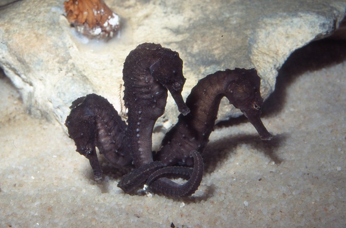 Knysna seahorse