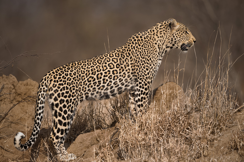 Leopard on a termite mound