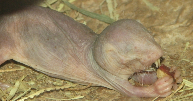 Naked mole-rat eating