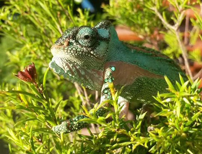 Chameleon in the bushes