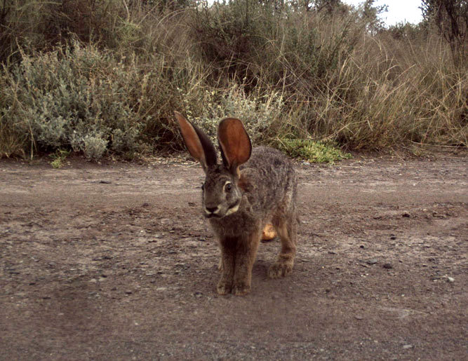 Riverine rabbit in the Karoo, South Africa