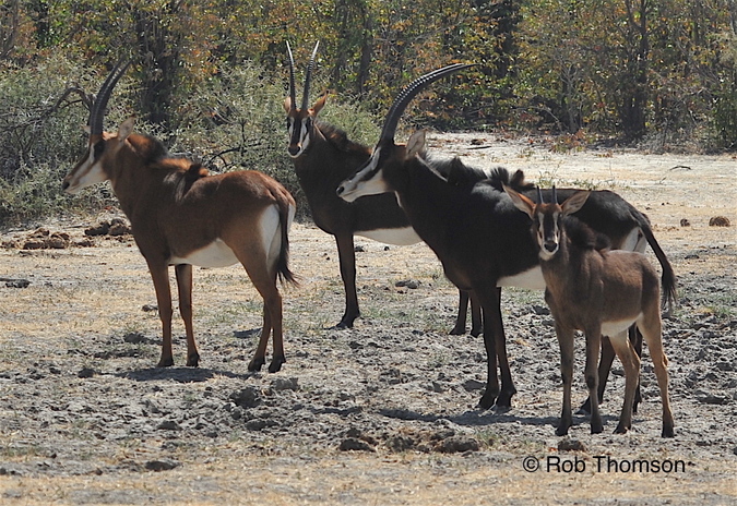 Sable antelope in Botswana