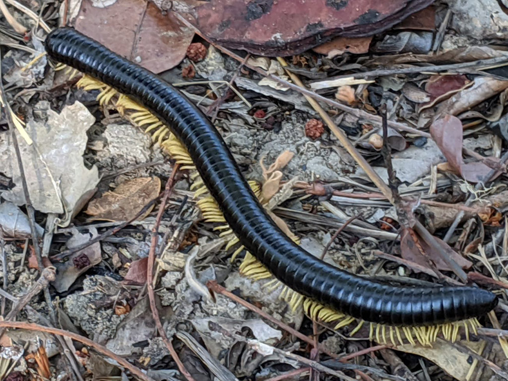 giant millipede prehistoric