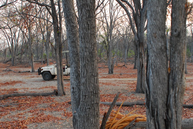 Mopane woodland in northern Botswana