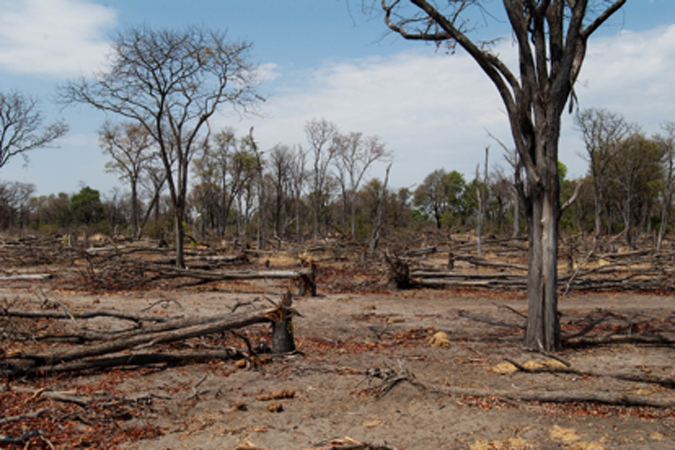 Destroyed mopane woodland in Botswana