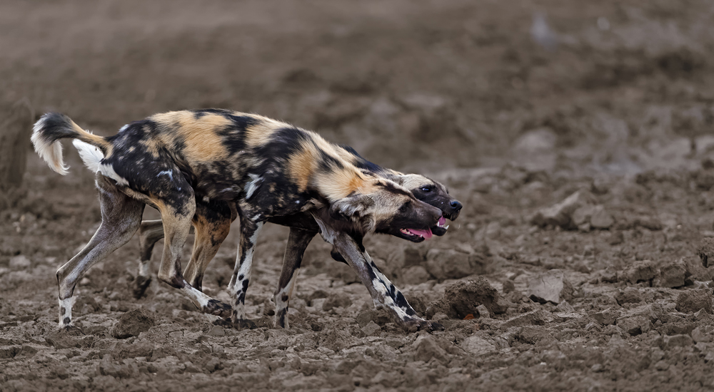 Two wild dogs licking each other