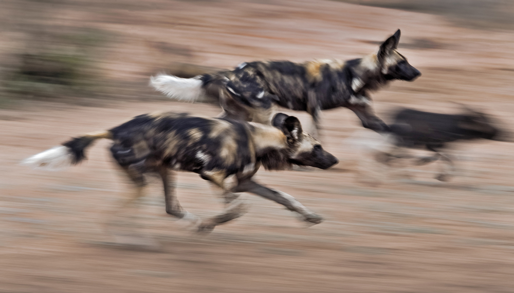 Wild dogs running