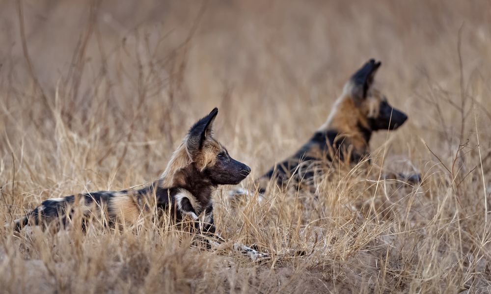 Two wild dog pups